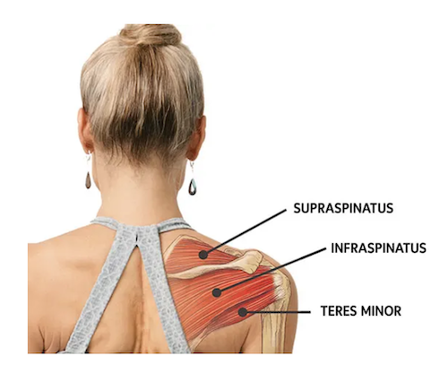 The Rotator Cuff muscles